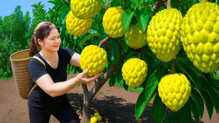 Harvesting GIANT Soursop 🍈 | Easy & Delicious Soursop Smoothie Recipe at Home