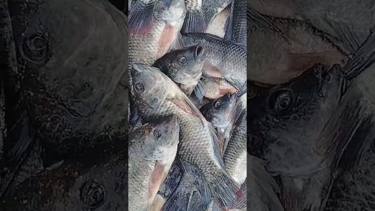 இந்த தாத்தா ஆற்றில் பிடித்த சிலேபி மீனின் விலை ரூ 100 #thoothukudimeenavarponnu #fishing #seafood