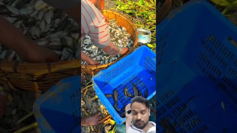 #fishing #carpfishing #fish #carp #food #fillet #seafood #sushilife #meatmarket #seafoodrecipes