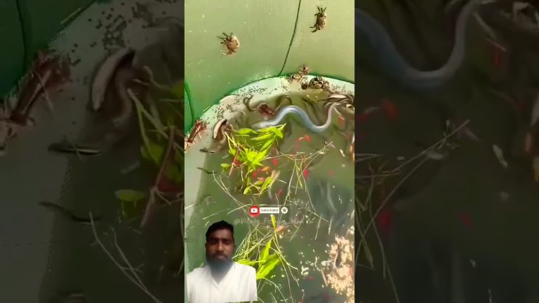 #fishing #funny #vikramcomedy #seafood #memes #lifeisbutadream #fish #seafoodrecipes #animals