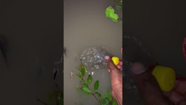 #funny #primitiveplus #seafood #bushcraft #cute #campping #fish #camping #comedy #seafoodrecipes