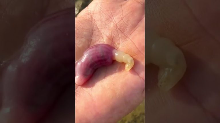 Spoon Worm #beach #rivercrab #seafood #fishing #fish #nature #topbukoymukbang #seafoodrecipes