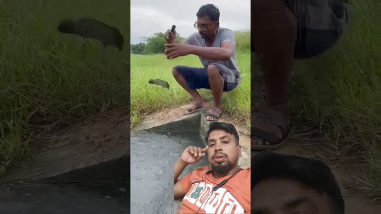 #fishing #fish #music #song #funny #fillet #seafood #bbqmeat #seafoodrecipes