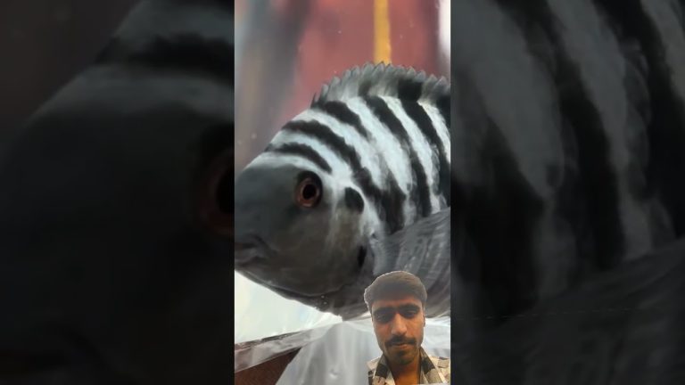 #fish #fishing #rivercrab #seafood #video #caucathugian #travel #cuoccauca #nature #seafoodrecipes