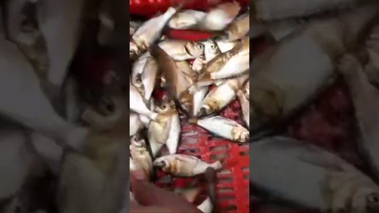 #fishing #fillet #seafood #seafoodprep #fish #food #seafoods #seafoodrecipes #vlog #fishseafood