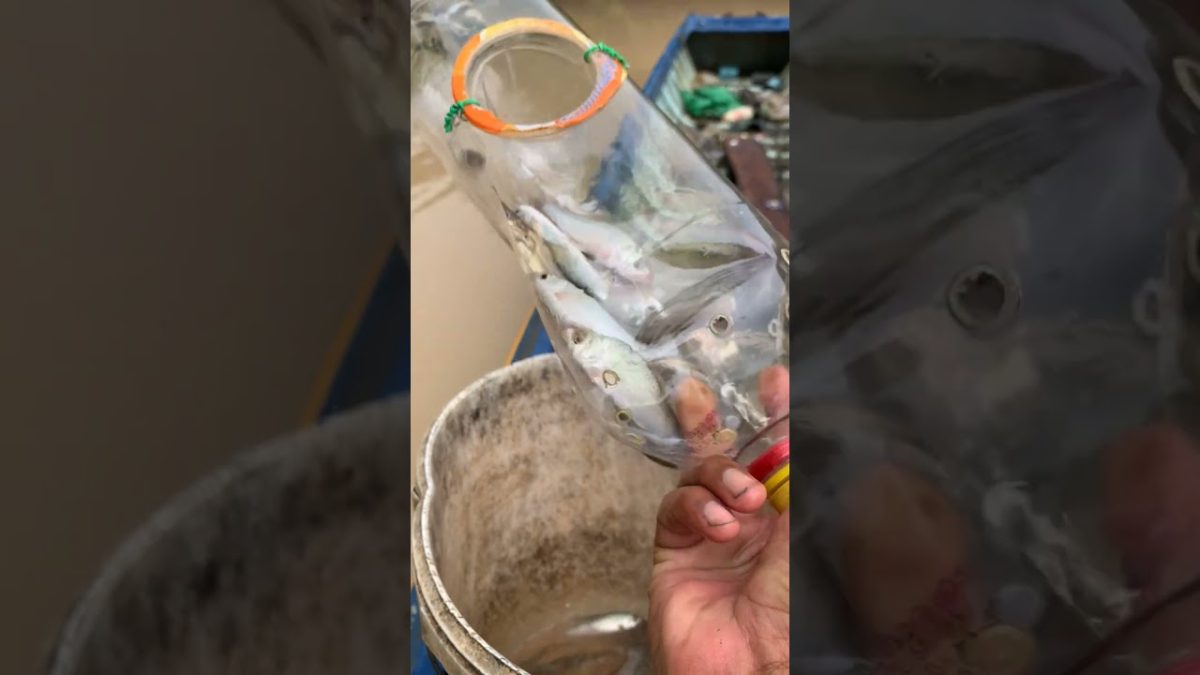 new video trap fish #primitiveplus #seafood #creativesurvival #fish #carpfishing #seafoodrecipes