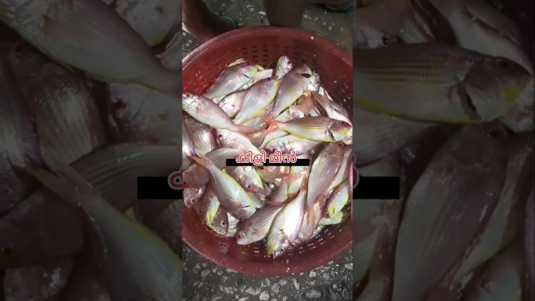 #fishing #seafood #duet #fish #travel #seafoodrecipes #cover #love @kadaloram123🐋🐋# #fishseafood 🐋