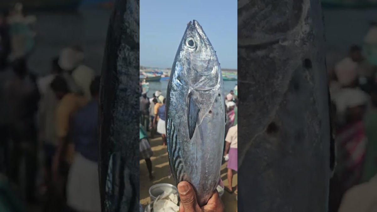 ചൂര #fishing #seafood #fishing #seafoods #seafoodrecipes #vlog
