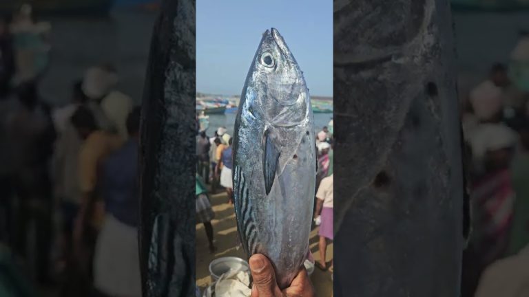 ചൂര #fishing #seafood #fishing  #seafoods #seafoodrecipes #vlog