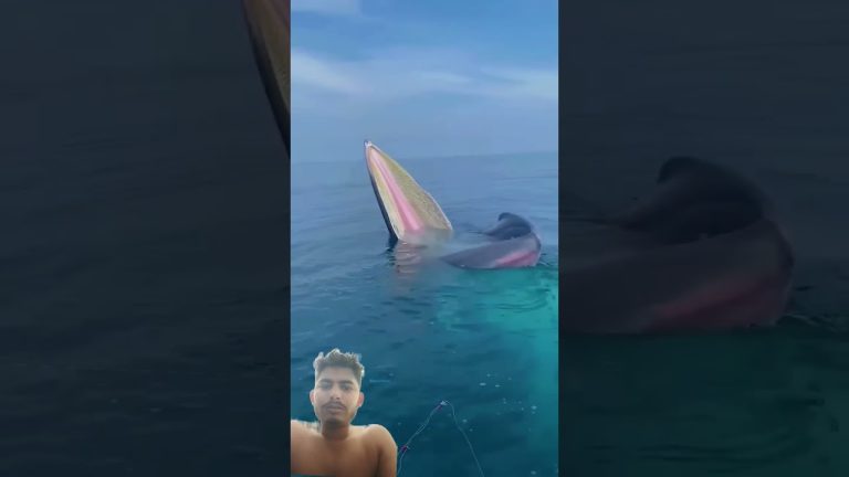 #fishing #trending #video #seafood #facts #fish #shortvideo #comedy #funny #seafoodrecipes