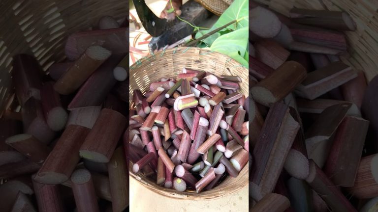 Kochu Shaak Cooking in Bengali Village Style #shorts #cooking #kochushakrecipe #recipe