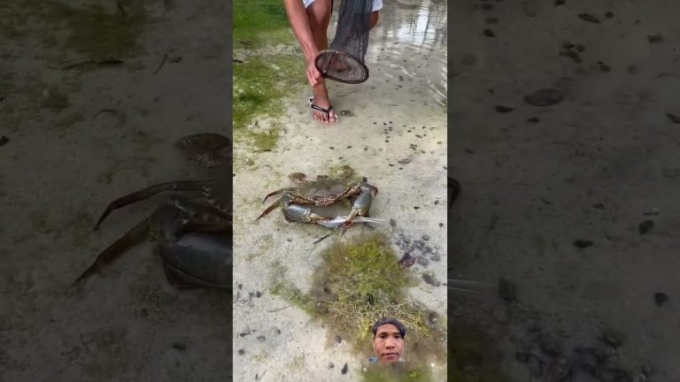 #beach #crab #seafood #fish #rabbit #trolllife #trolledit #seafoodrecipes #rivercrab #fishing