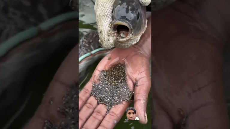 #seafood #babyfish #rabbit #trolllife #trolledit #seafoodrecipes #bunny #seafoods #fish