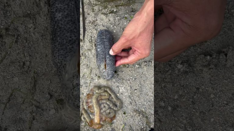 #fishing #rivercrab #seafood #beach #ihavethisthingwithplants #fish #seafoodrecipes #crabgrass