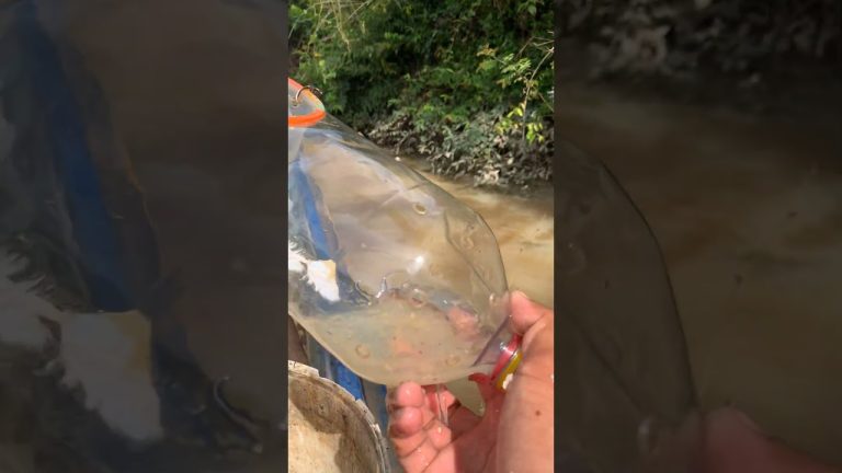 #fishing #primitiveplus #seafood #fish #seafoodrecipes #fishingequipment #carpfishing #seafoods #fis