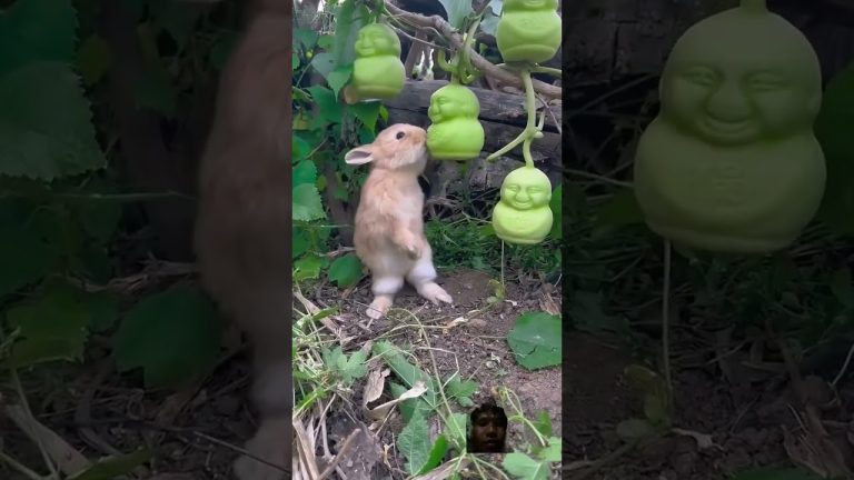 #funny #cuteanimals #bunny #trolllife #seafood #trolledit #fishing #seafoodrecipes #rabbit #cute