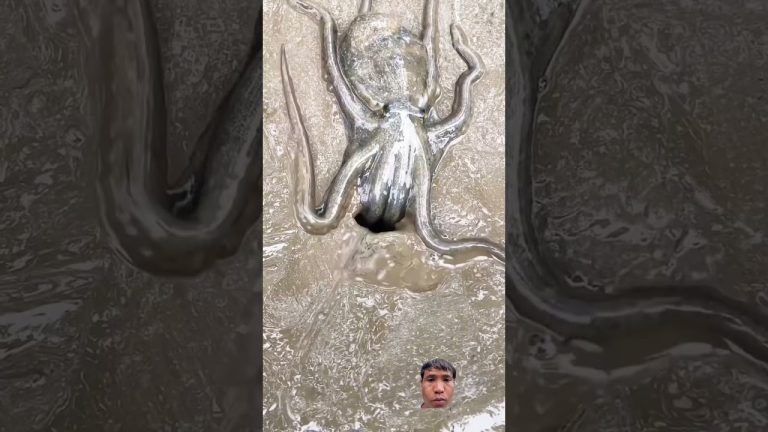 #wildlife #animals #octopus #trolllife #seafood #trolledit #rivercrab #seafoodrecipes #nature