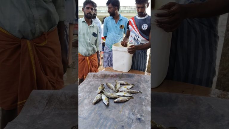 ECR நண்பன் செங்கேணி மீன் ஏலம் 🐠🐠🐠 #seafood #crabgrass #fish #rivercrab #food #seafoodrecipes #tamil