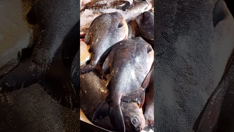 #fishing #seafoodprep #seafood #aquariumfishmarket #fish #seafoods #seafoodrecipes #fishcutting