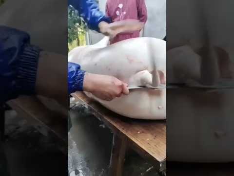 Very tasty pork Recipe pig Cook #cooking#pork #pig #porkrecipes #porkand beans #porkandbeans