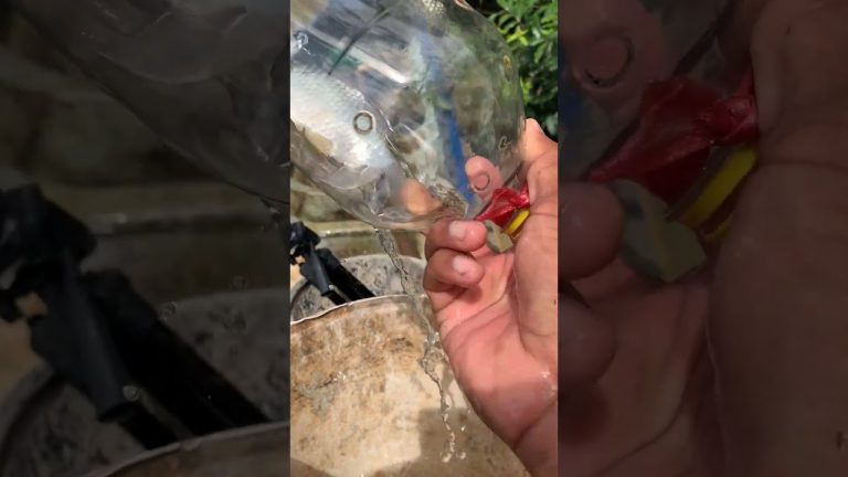 #fishing #primitiveplus #seafood #creativesurvival #fish #carpfishing #seafoodrecipes #carp