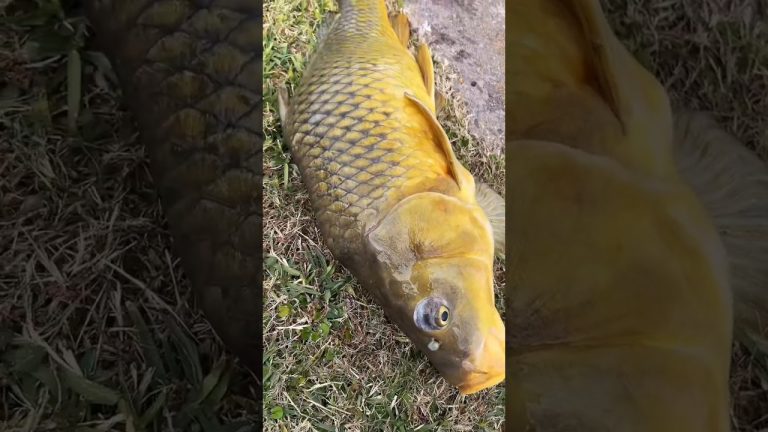 Giant carp fail #wadefishing #cooking #fishing #food #recipe #seafood #anglefish #catchandcook #fyp