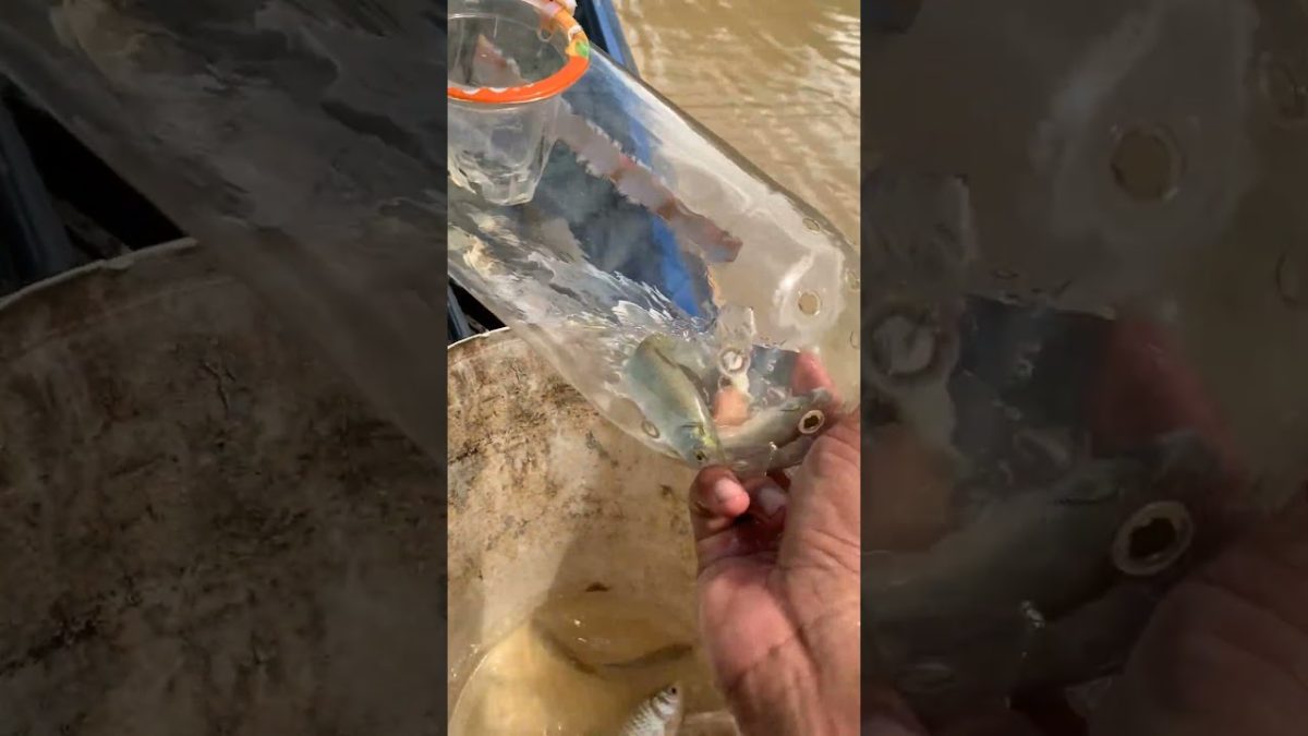 #fishing #primitiveplus #seafood #creativesurvival #fish #experiment #seafoodrecipes #fishinglife