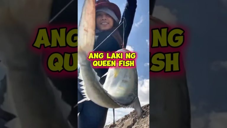 Ito pala ang Queen fish/LAPIS  #everyone #fishing #seafood #fish #angler #seafoodrecipes