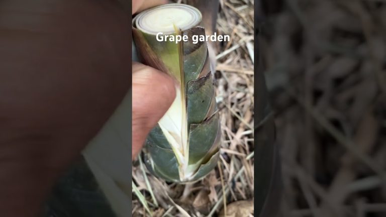 #seafood #trolledit #farming #rivercrab #fish #animals #satisfying #seafoodrecipes #trolllife