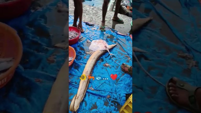 #foodlifemarathi #seafood #fish #seafoodrecipes #streetfood #seafoods #food #fishcatching 🐠🦐🐟.. 🙏