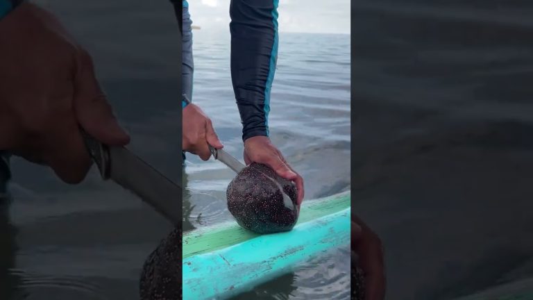 Sea creature masarap #viralvideo #fishing #seafoodprep #seafood #fish #seafoodrecipes #food