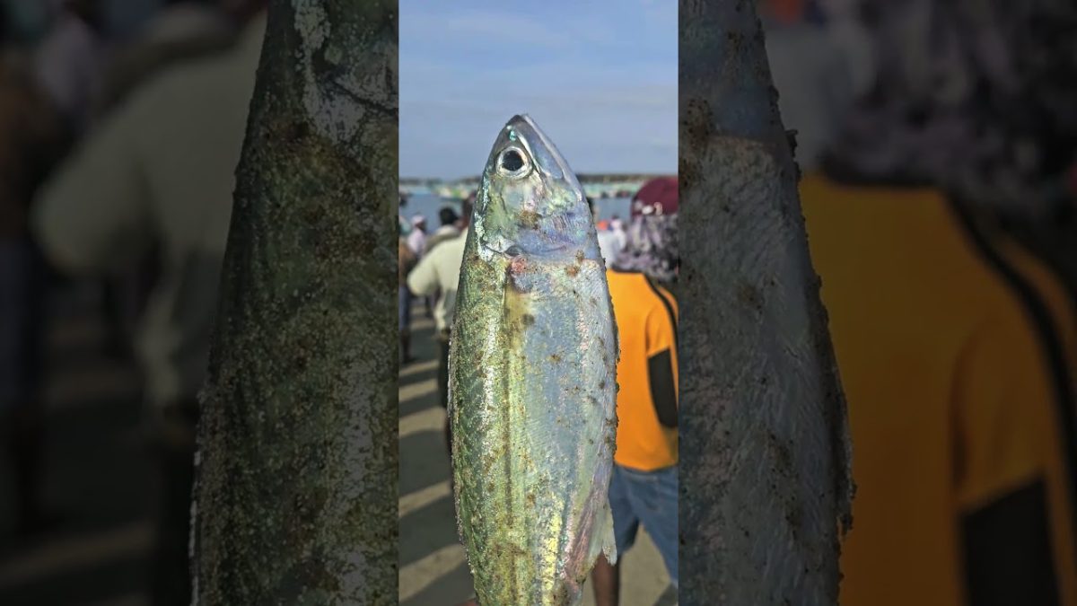 അയല kadapuram pachameen #fishing #seafood #fish #beach #seafoods #seafoodrecipes
