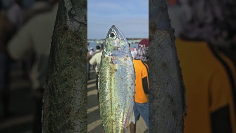 അയല kadapuram pachameen #fishing #seafood #fish #beach #seafoods #seafoodrecipes