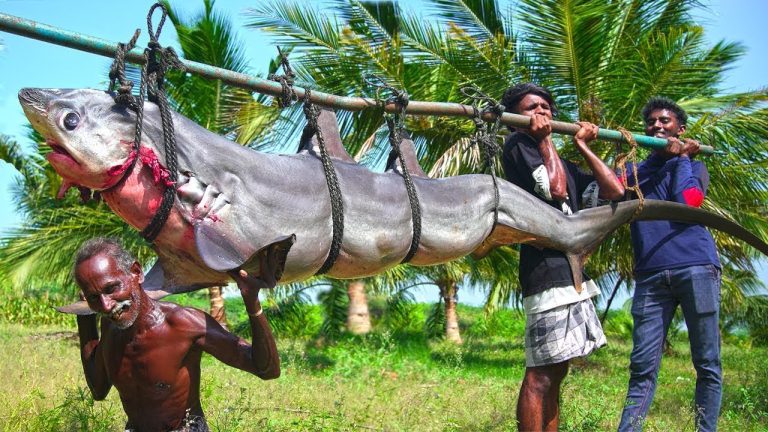 120 KG SEA MONSTER DOLPHIN SHARK | Village Traditional Sura Puttu Recipe | CuttinG and Cooking Shark