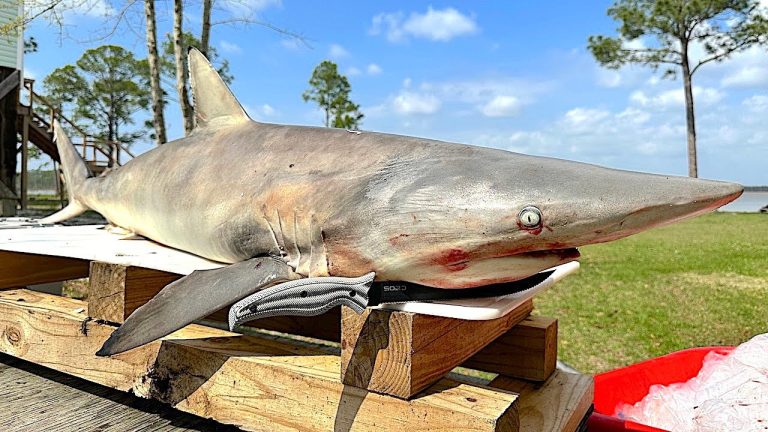 Catching and Cooking a WILD SHARK on the HIBACHI Grill!! *Legally Harvested*