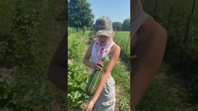 Good little zuchinni harvest! Who wants Emily’s bread recipe?? #garden #gardening #zuchinni