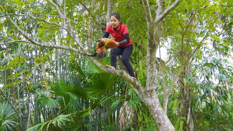 Harvesting Chickens dumplings Goes to Market Sell – Grilled chicken alone and eat whole | Daily Life