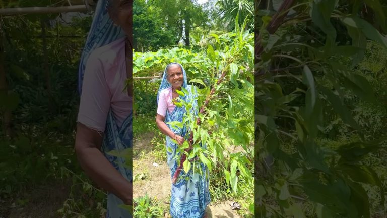 Cooking Village-Style ‘Data’ Curry with Dal Bori #shorts #villagefood #cooking #recipe #viral