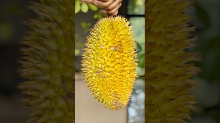 king of fruits | දුරියන්