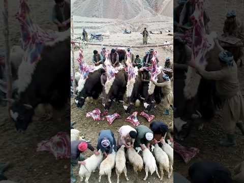 Biggest food feast on top of mountain | Cooking Beef Pulao | Beef recipes | Yak Karahi | Beef nalli