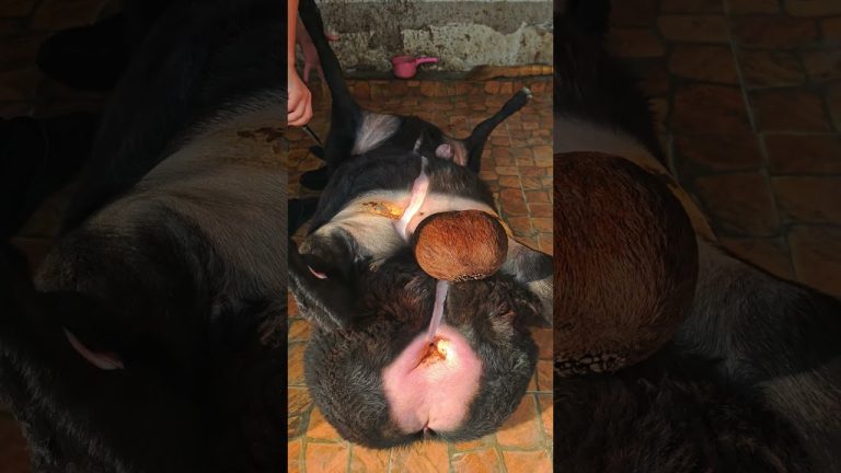 Satisfying Meat Cutting ✨ | Perfect Knife Skills #bbq #shortsviral