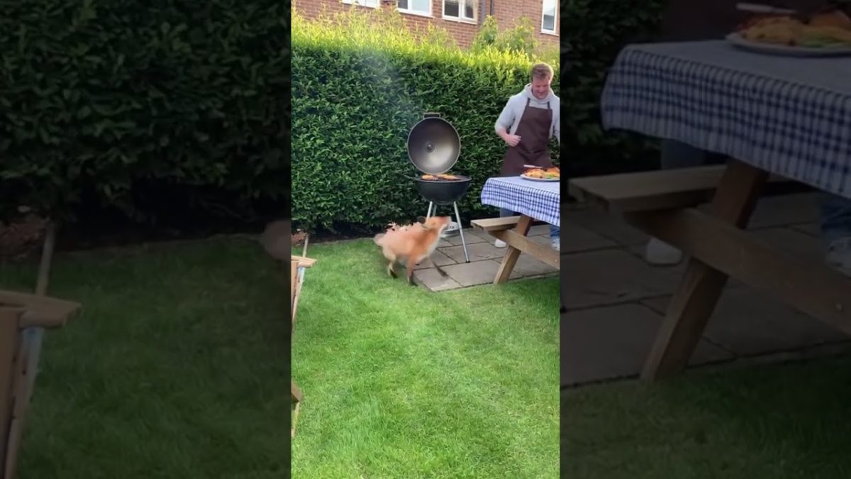 Can you Spot The BBQ Thief ?  #fox