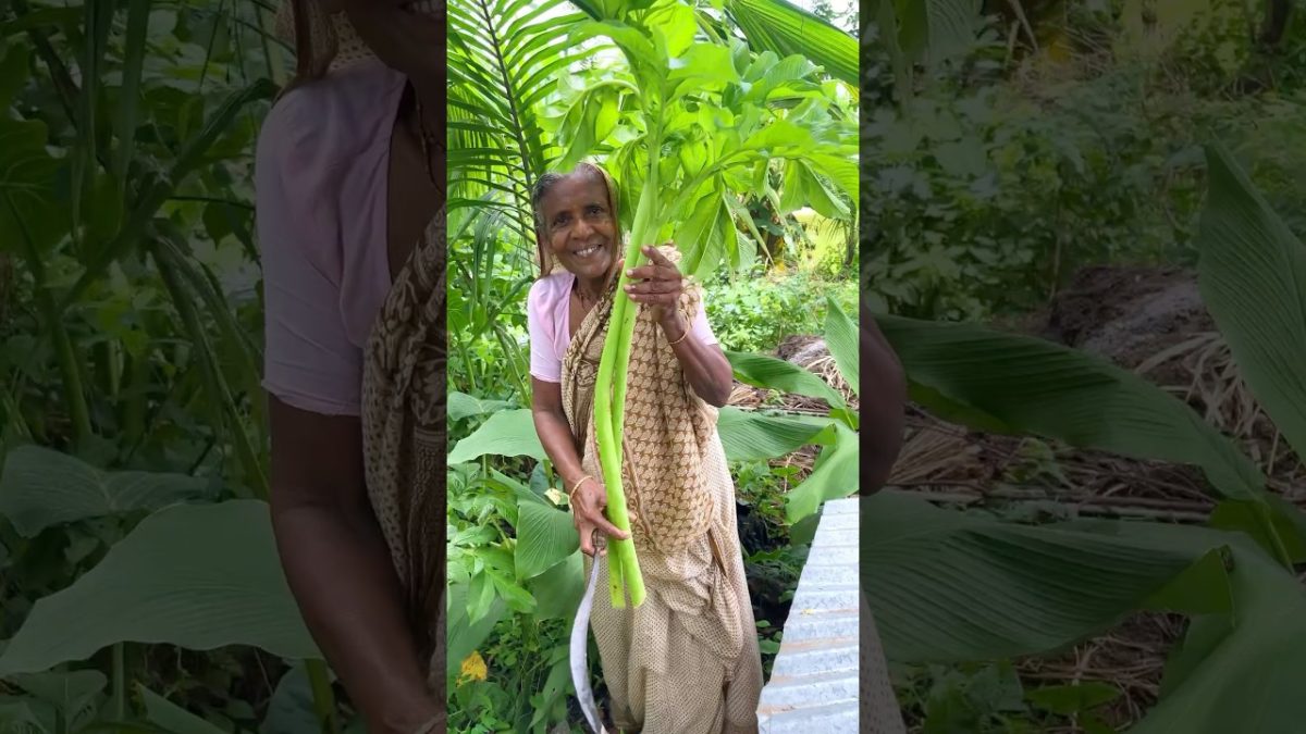 Ever Tried This Unique Yam Stem Fry? #shorts #food #cooking #recipe #villagecooking
