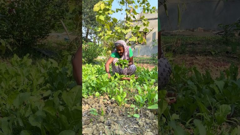 Delicious Palong Shak Tarkari Cooked Today at Home!  #shorts #villagefood #recipe