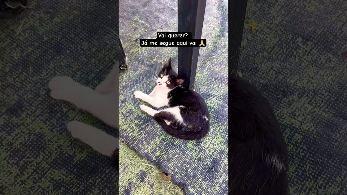 #receitadeliciosa #churrasco #bbq #gatos