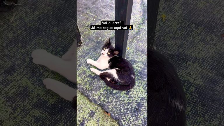 #receitadeliciosa #churrasco #bbq #gatos