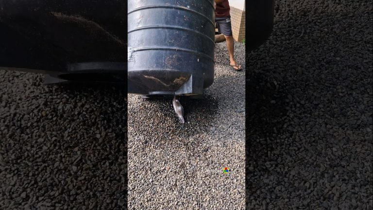 ടാങ്കിലുള്ളത് കണ്ടാൽ നിങ്ങൾ ഞെട്ടും 😯😮 ഇത്രയും വലുത് കണ്ടിട്ടുണ്ടോ? 🤔 big fish