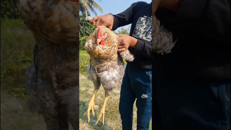 deshi murgi | Picnic 😋🔥 #shorts #youtubeshorts #short #food #chicken