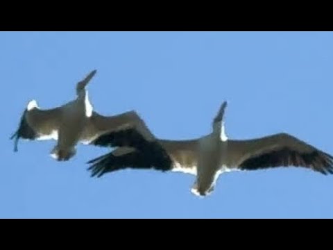 Tripped out bird migration , Texas Bbq anyone ? 😂