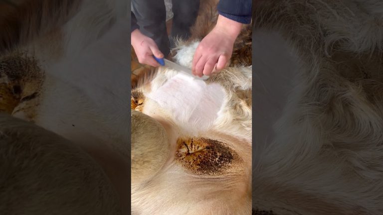 Satisfying Meat Cutting ✨ | Perfect Knife Skills #bbq #shorts